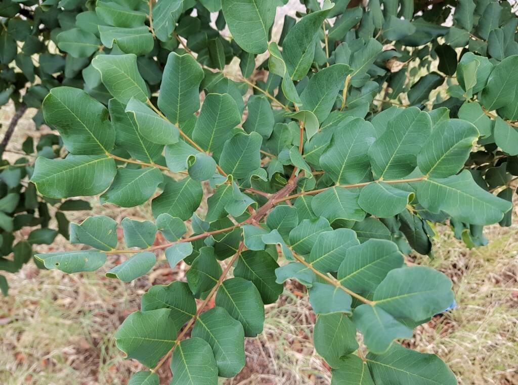 Carob Tree (Ceratonia siliqa), Alice Springs NT