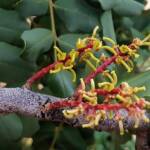 Female flower of the Carob Tree (Ceratonia siliqa), Alice Springs NT