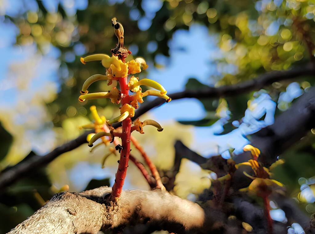 Female flower of the Carob Tree (Ceratonia siliqa), Alice Springs NT