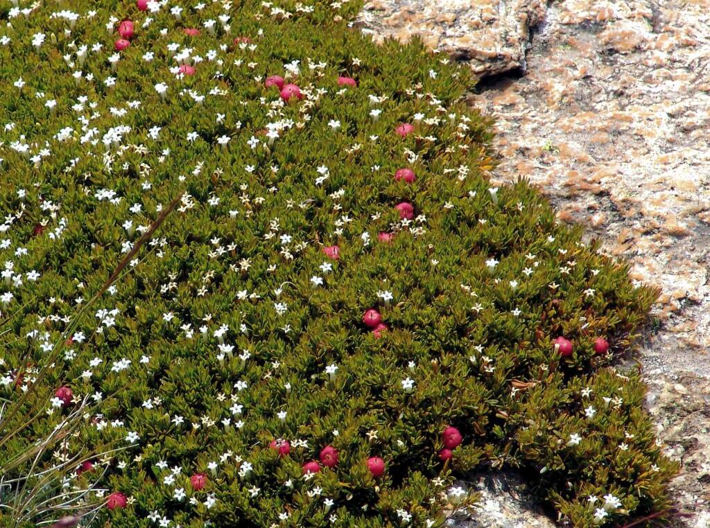 Carpet Heath (Pentachondra pumila)