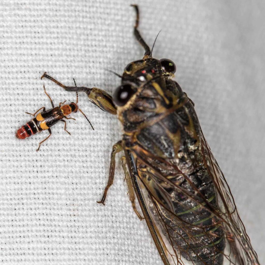 Carphurus frenchi (family Melyridae) with cicada, Black Mountain ACT © Bron King