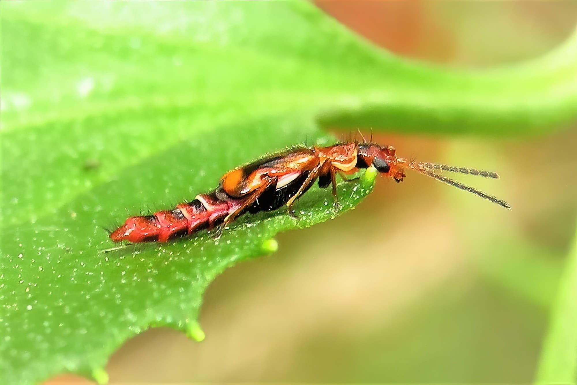 Carphurus pravus, Bermagui NSW © Deb Taylor