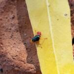 Soft-winged Flower Beetle (genus Carphurus), Alice Springs NT