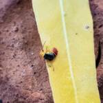 Soft-winged Flower Beetle (genus Carphurus), Alice Springs NT