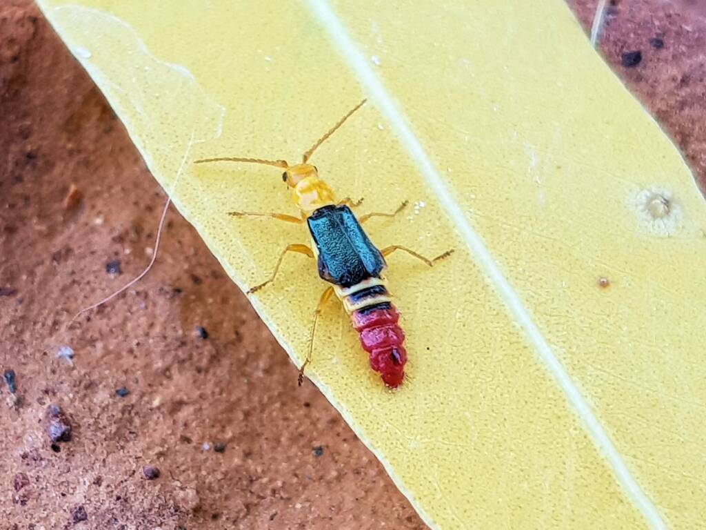 Soft-winged Flower Beetle (genus Carphurus), Alice Springs NT