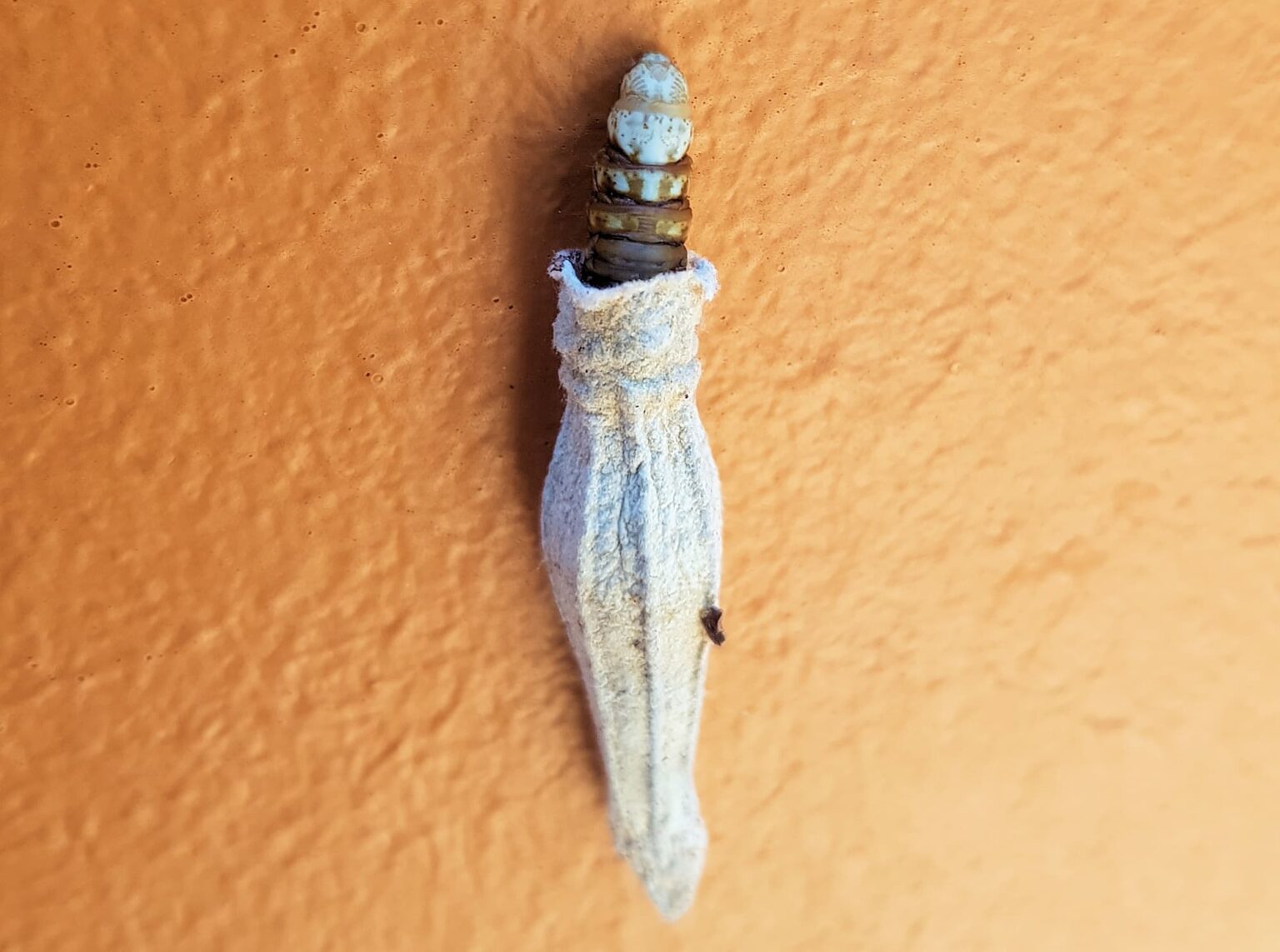 Ribbed Case Moth Ausemade