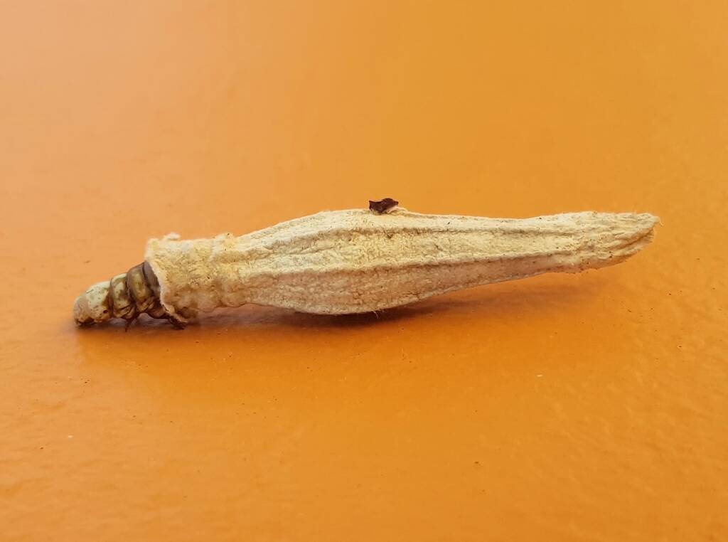 Ribbed Case Moth (Hyalarcta nigrescens), Alice Springs, NT