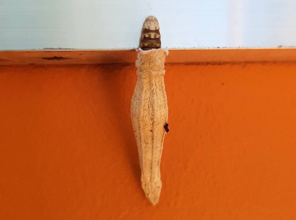 Case Moth (Family Psychidae), Alice Springs, NT