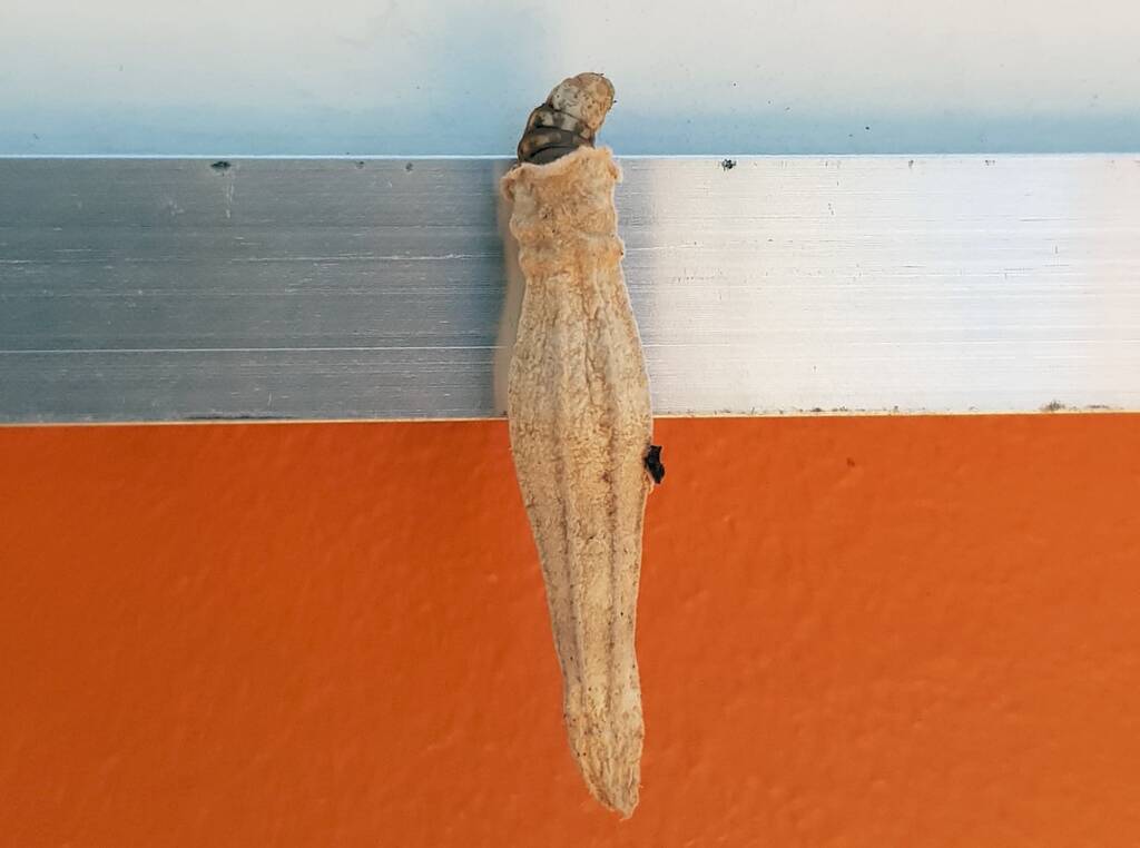 Ribbed Case Moth (Hyalarcta nigrescens), Alice Springs, NT