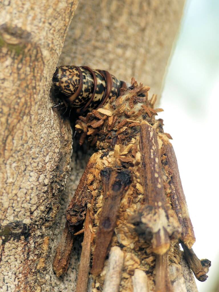 Case moth (possibly genus Lomera, family Psychidae), Gold Coast QLD © Stefan Jones