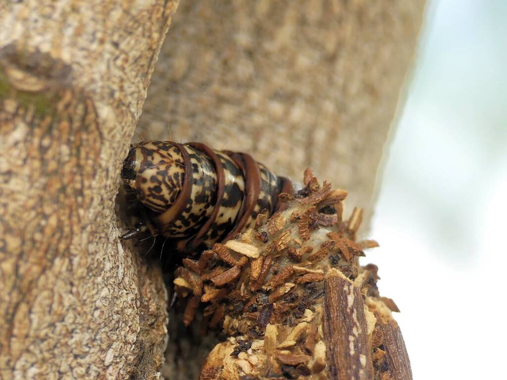 Case Moth (family Psychidae), Gold Coast QLD © Stefan Jones