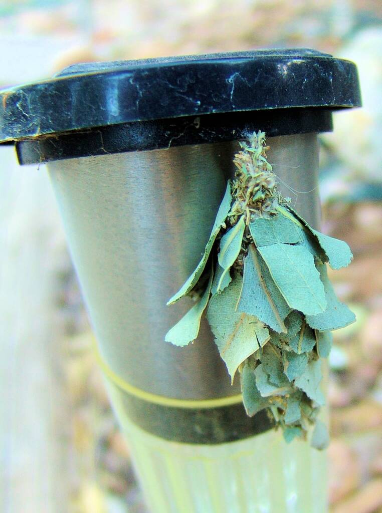Leaf Case Moth (Hyalarcta huebneri)