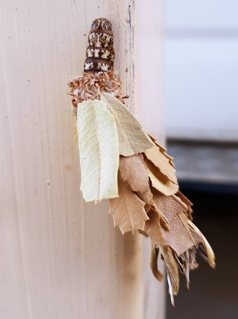 Leaf Case Moth (Hyalarcta huebneri)