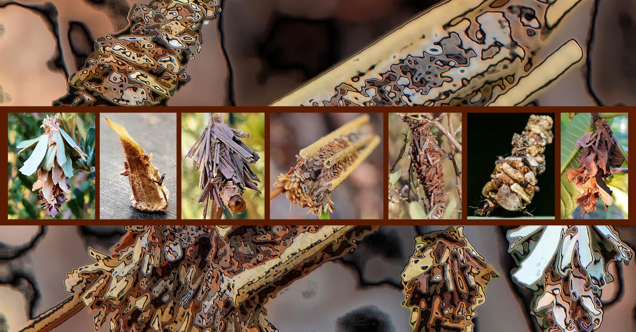 Case Moth - Ausemade filmstrip