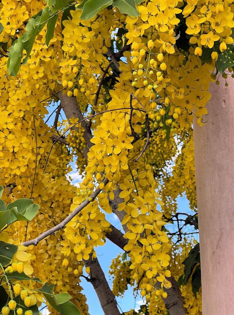 Golden Shower Tree (Cassia fistula), Alice Springs, NT