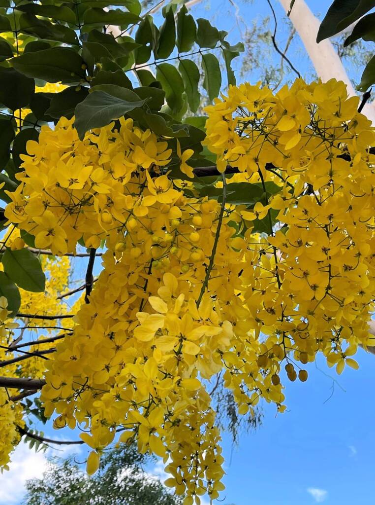 Golden Shower Tree (Cassia fistula), Alice Springs, NT