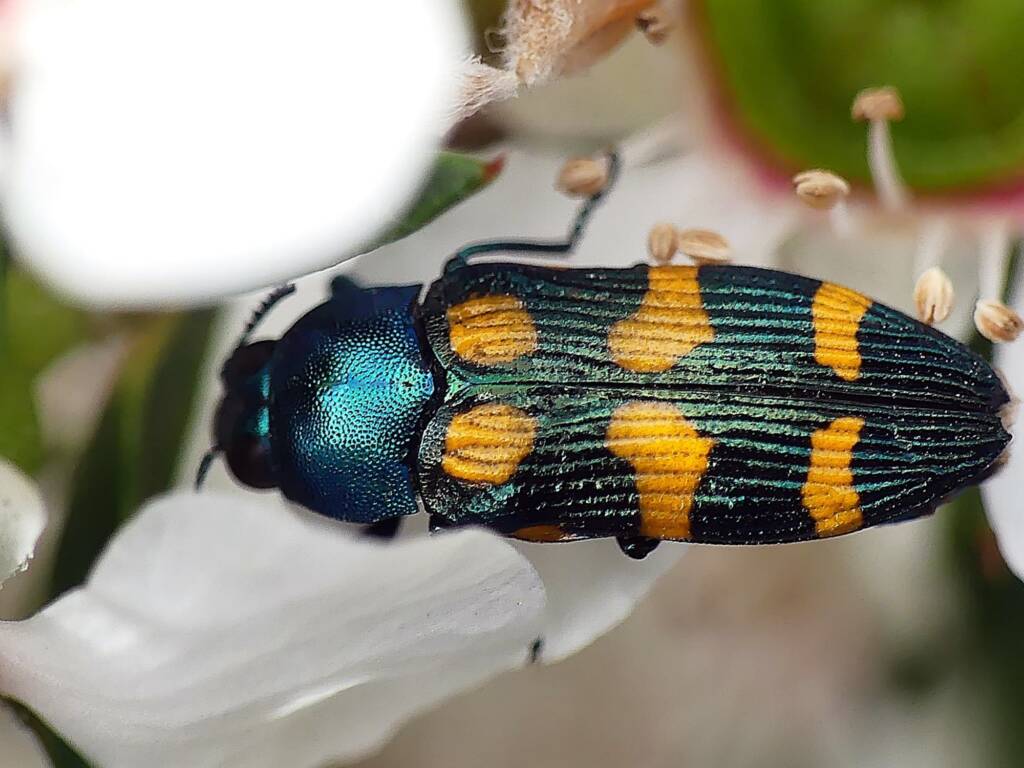 Jewel Beetle Castiarina bicolor © Marianne Broug