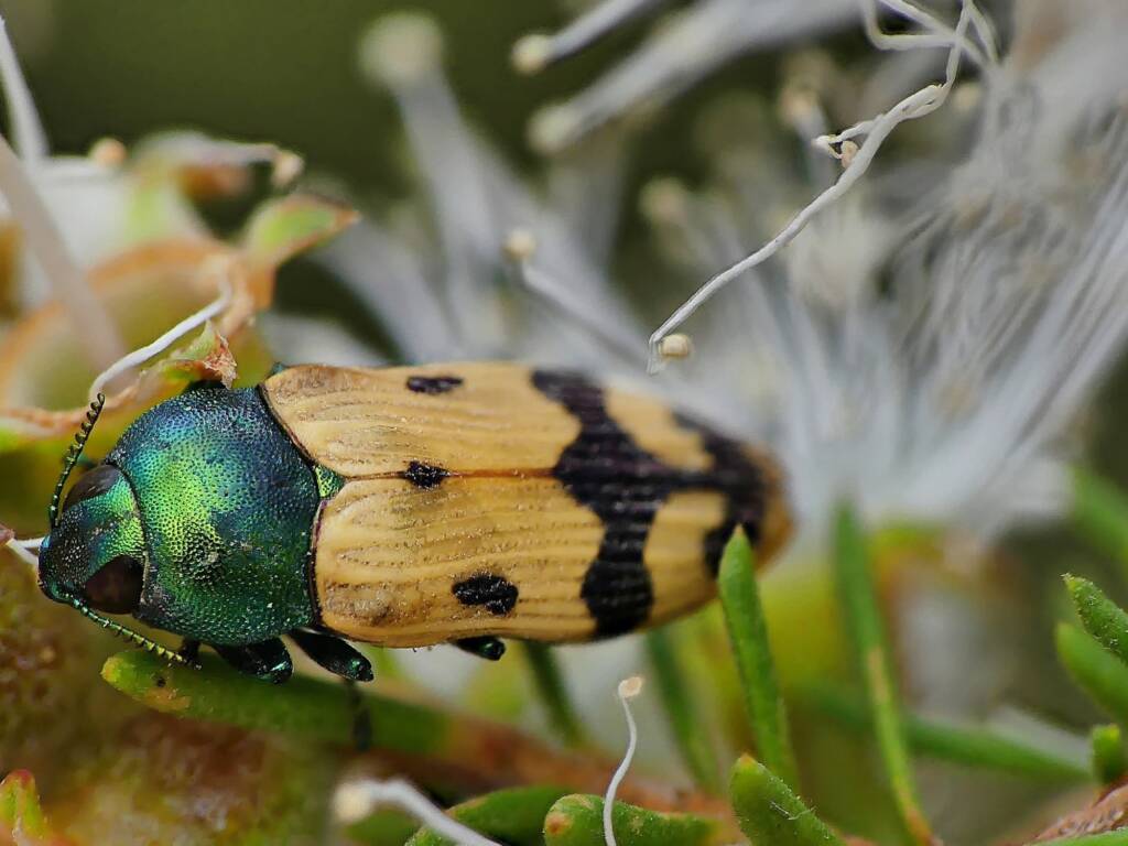 Jewel Beetle Castiarina colorata © Marianne Broug