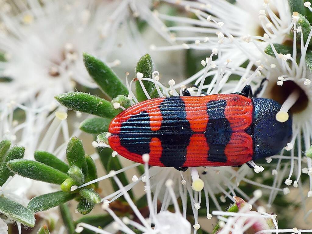 Jewel Beetle Castiarina crenata © Marianne Broug