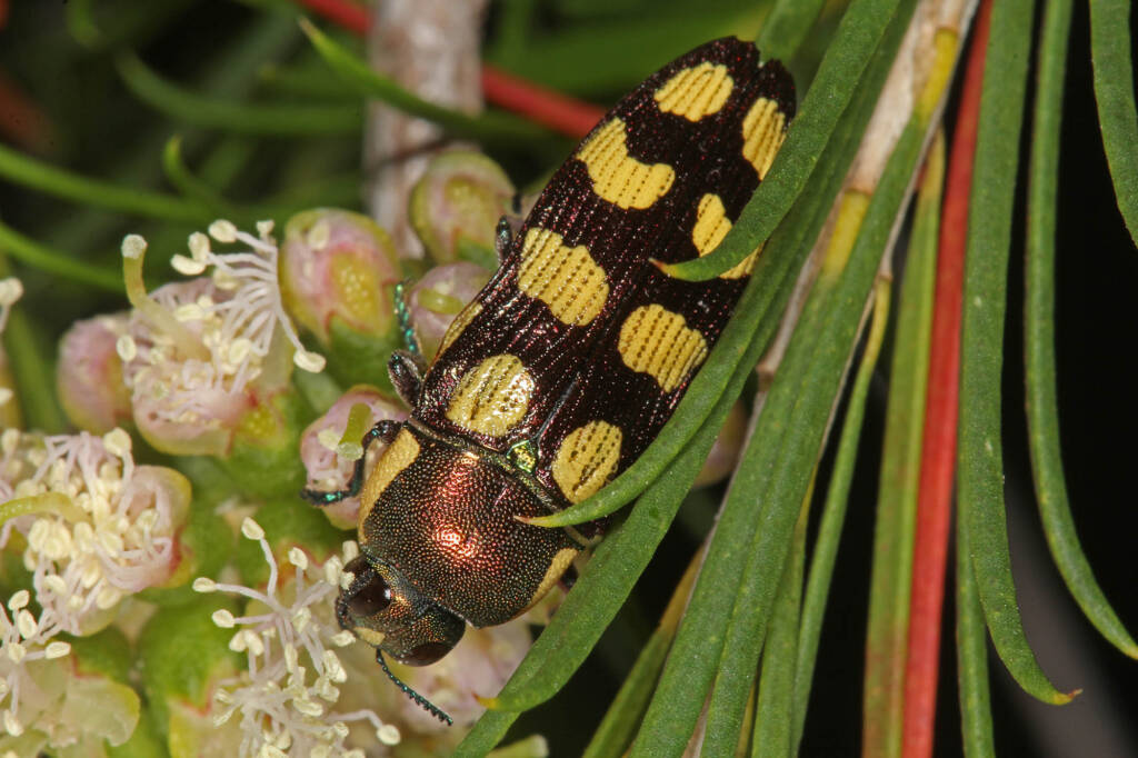 Castiarina decemmaculata (Jewel Beetle) on Melaleuca armillaris, Ballandean QLD © Marc Newman