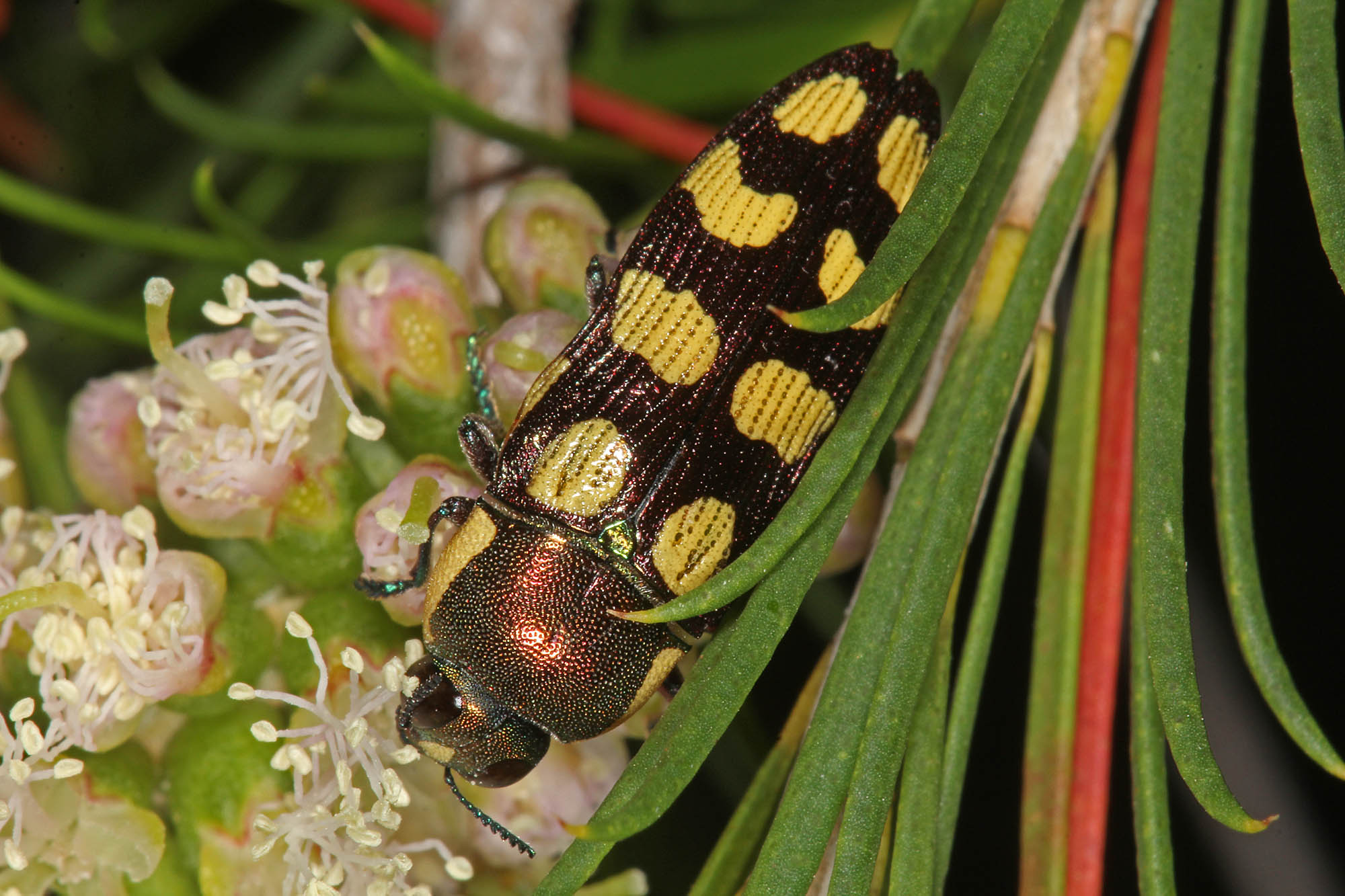 Castiarina decemmaculata Ausemade