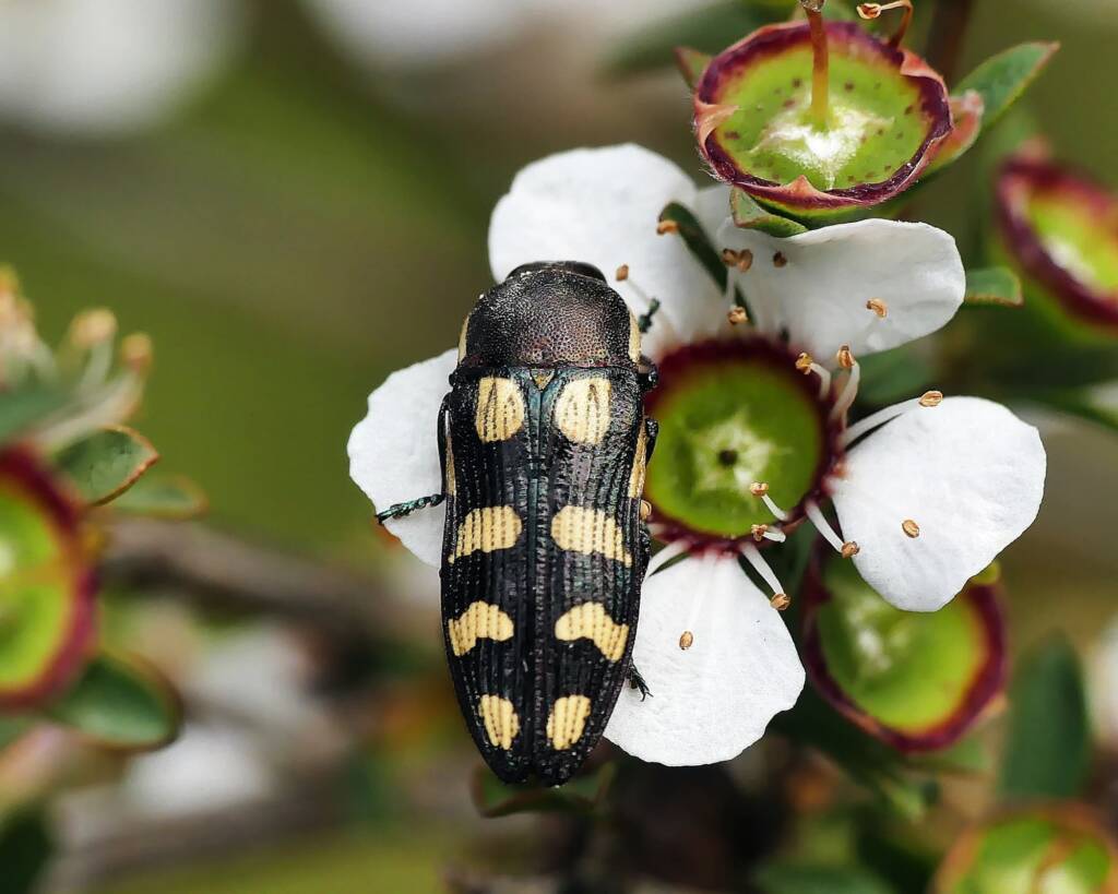 Jewel Beetle Castiarina decemmaculata © Marianne Broug