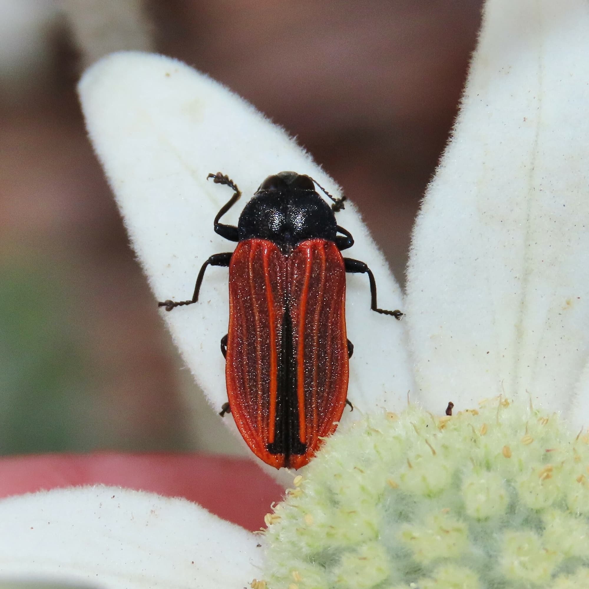 Castiarina erythroptera Ausemade
