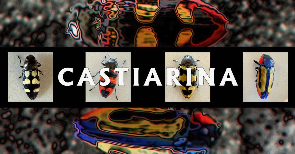 Castiarina (family Buprestidae) - Ausemade filmstrip