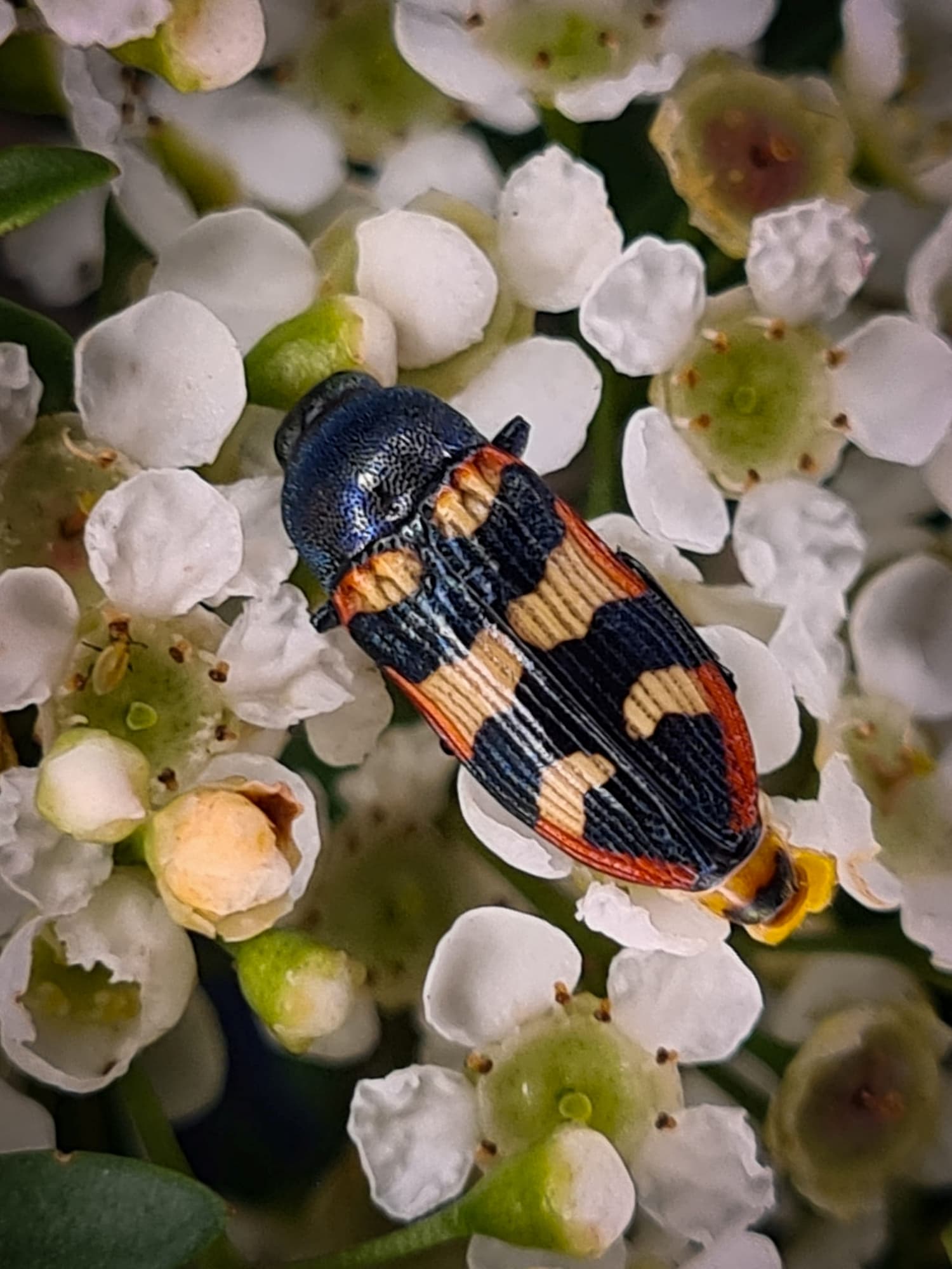 Castiarina Ausemade