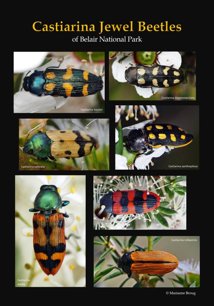 Castiarina Jewel Beetles of Belair National Park © Marianne Broug