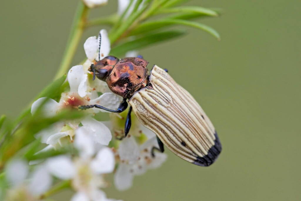 Castiarina luteipennis, Nerang QLD © Hongming Kan