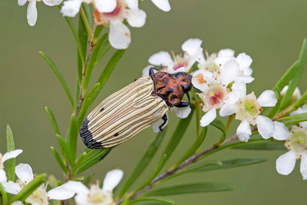 Castiarina luteipennis, Nerang QLD © Hongming Kan
