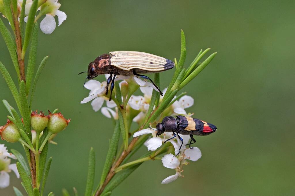 Castiarina luteipennis and Castiarina bella, Nerang QLD © Hongming Kan