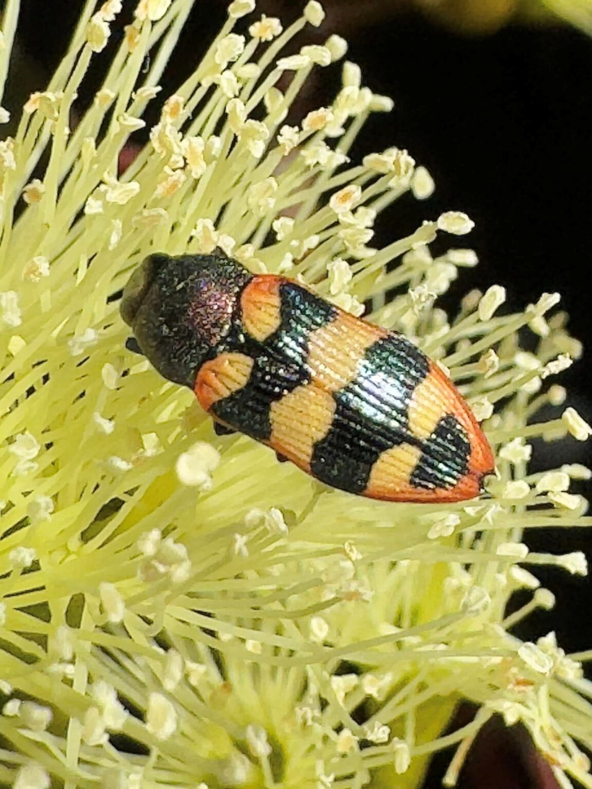 Castiarina marginata Ausemade