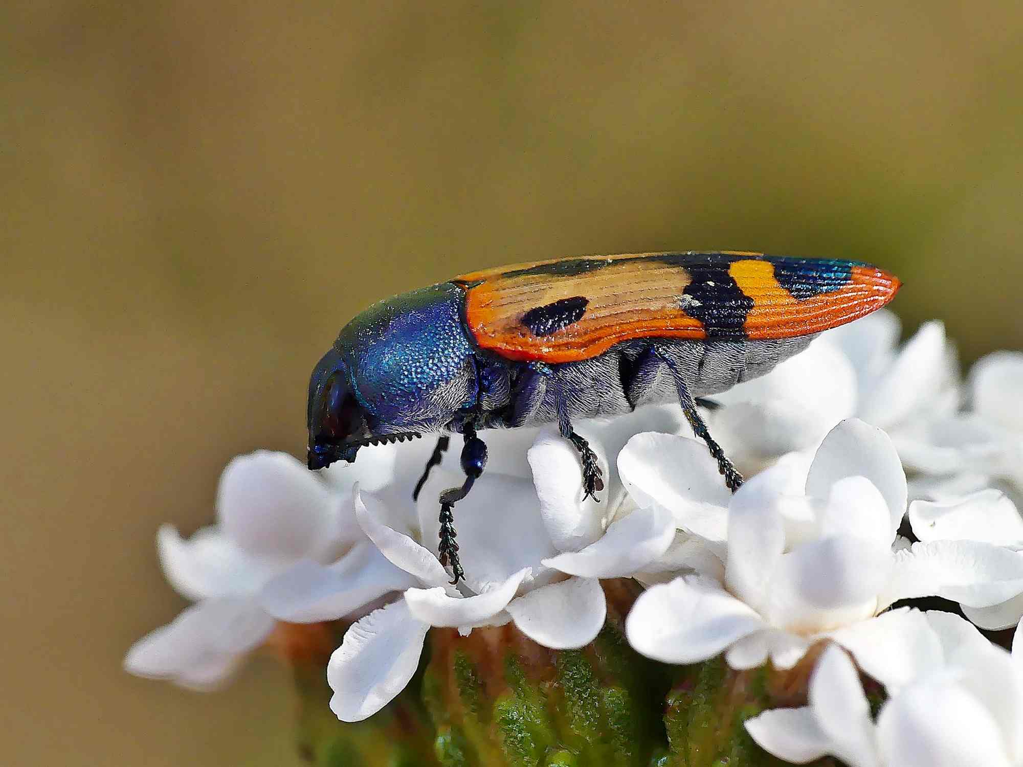 Castiarina media on Ixodia achillaeoides, Adelaide Hills SA © Marianne Broug