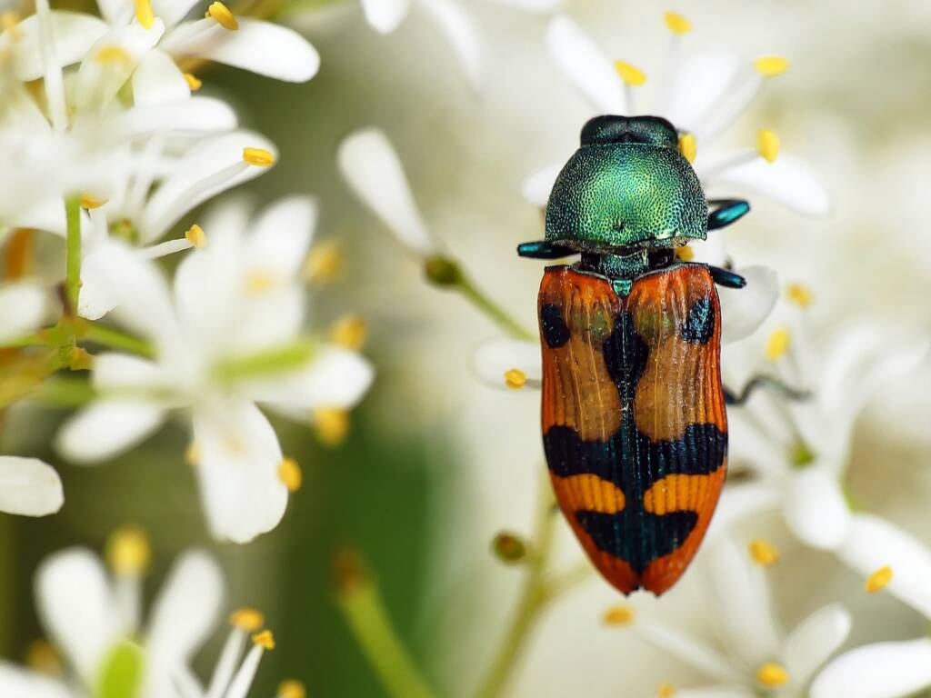 Jewel Beetle Castiarina media © Marianne Broug