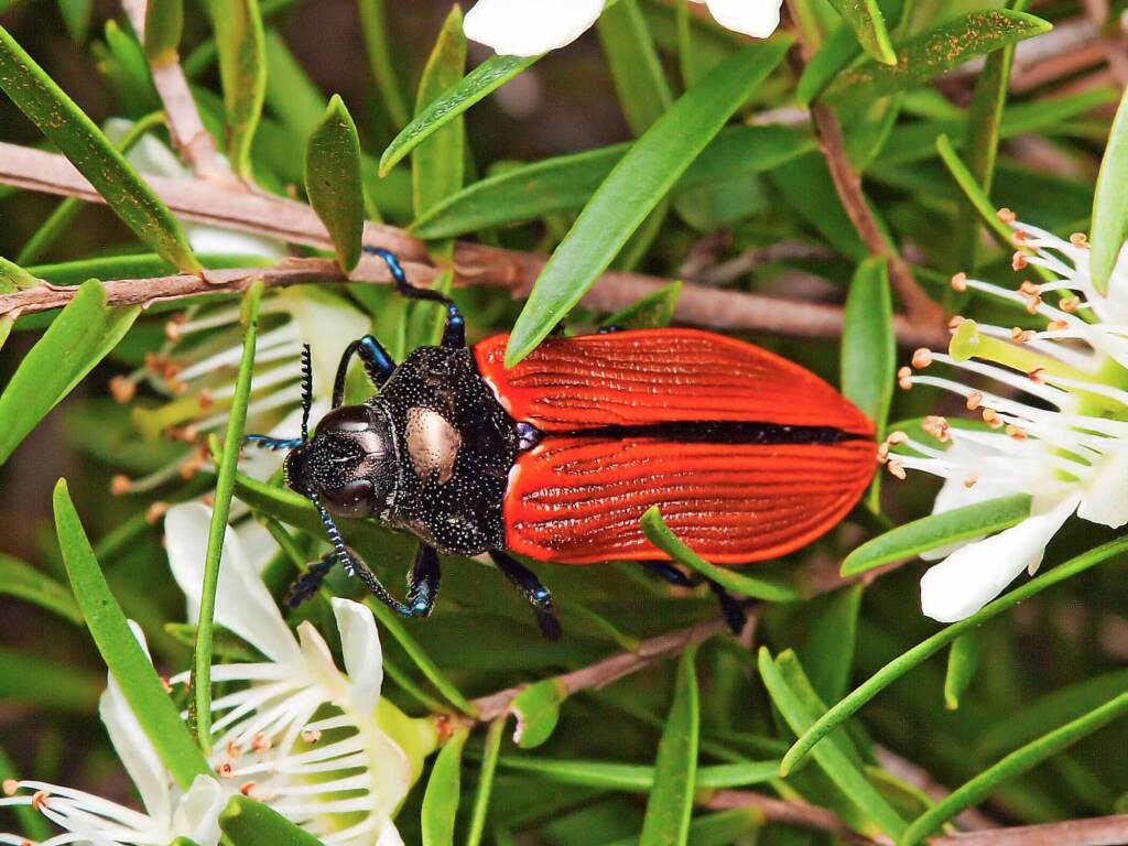 Castiarina rufipennis, North Gregory QLD © Tony Eales