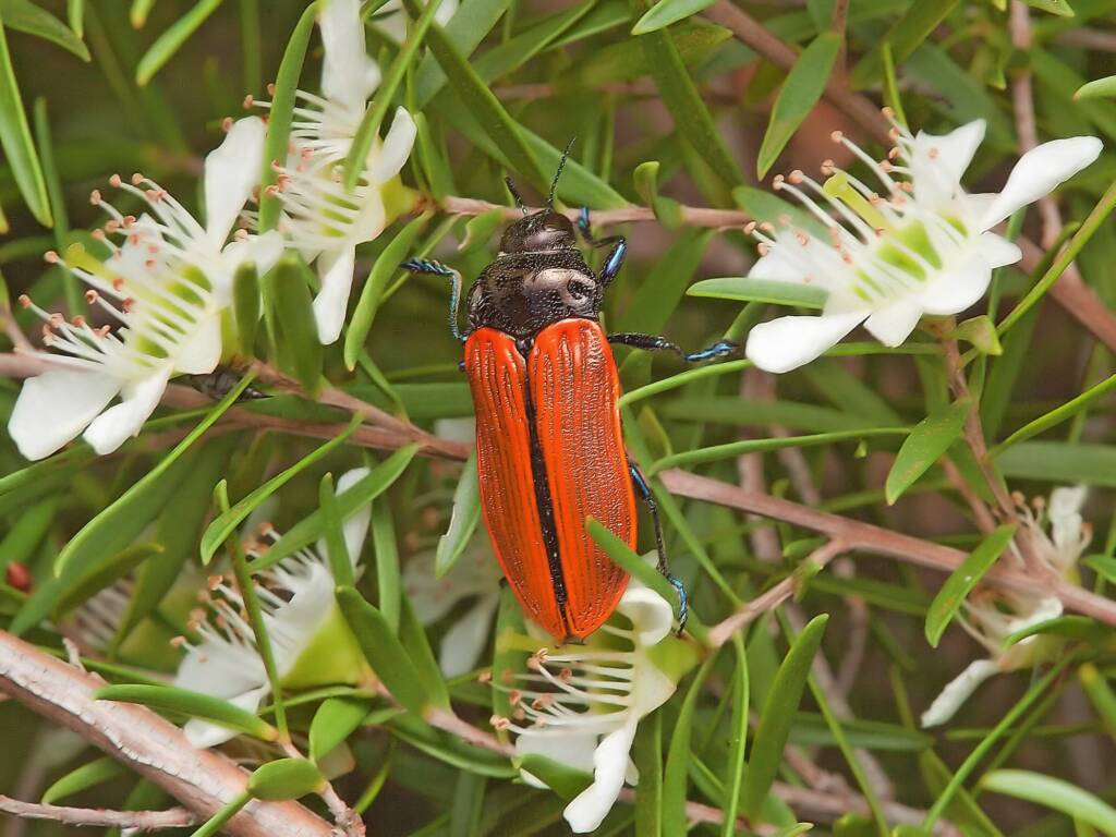 Castiarina rufipennis, North Gregory QLD © Tony Eales