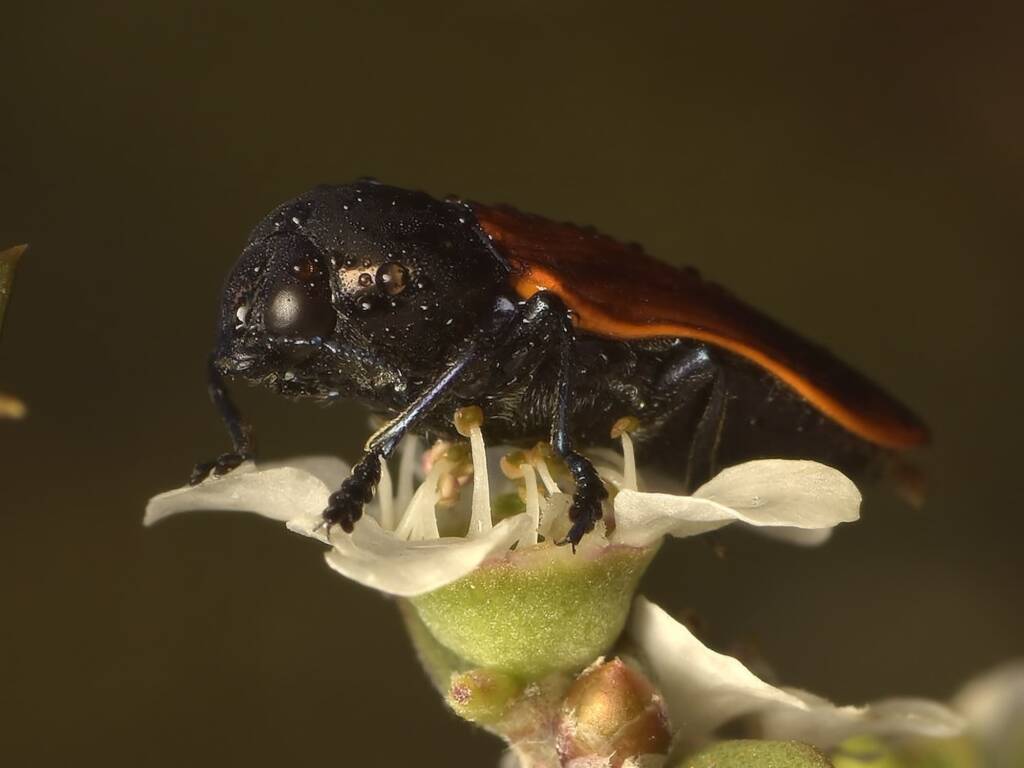 Castiarina rufipennis, Black Mountain Nature Reserve ACT © Tony Eales
