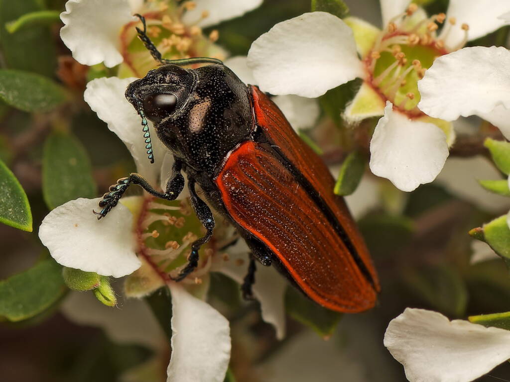 Castiarina rufipennis, Elliott QLD © Tony Eales