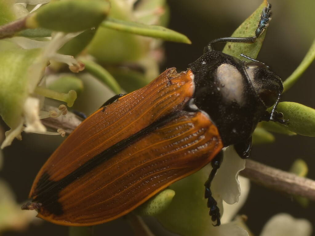 Castiarina rufipennis, Black Mountain Nature Reserve ACT © Tony Eales