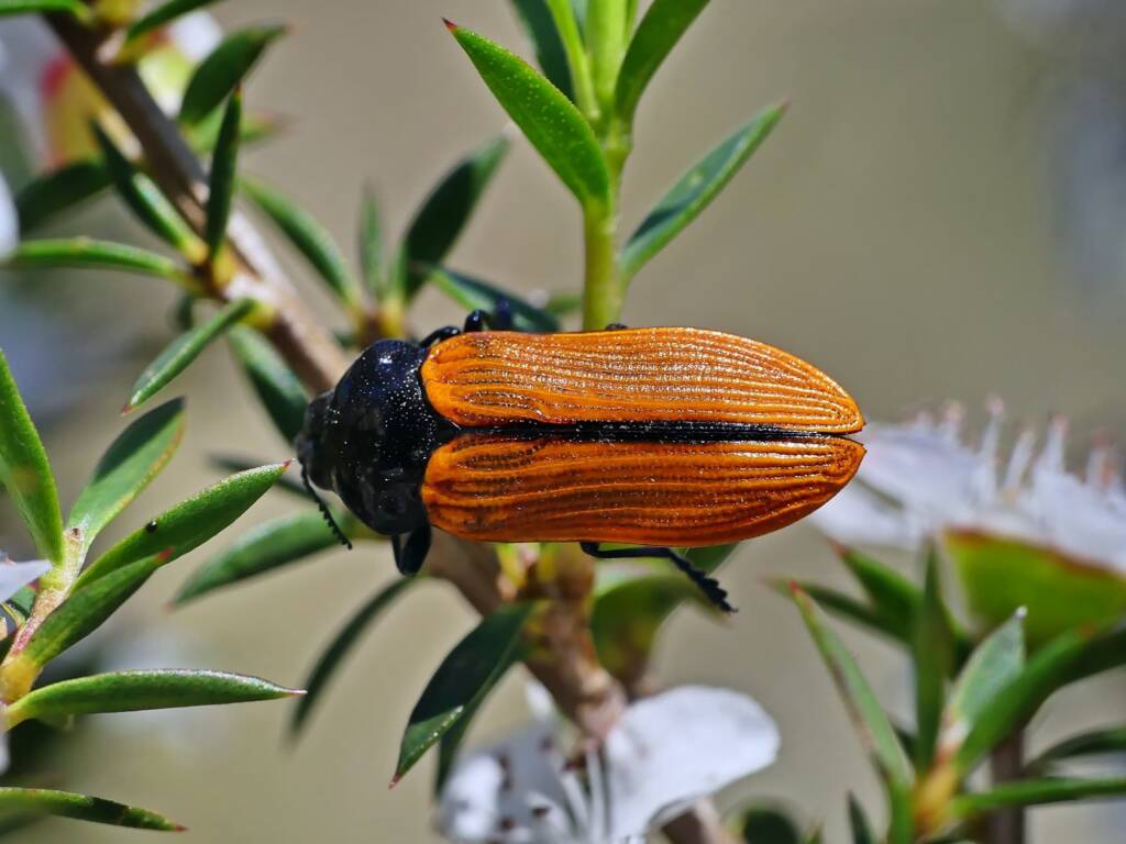 Jewel Beetle Castiarina rufipennis © Marianne Broug