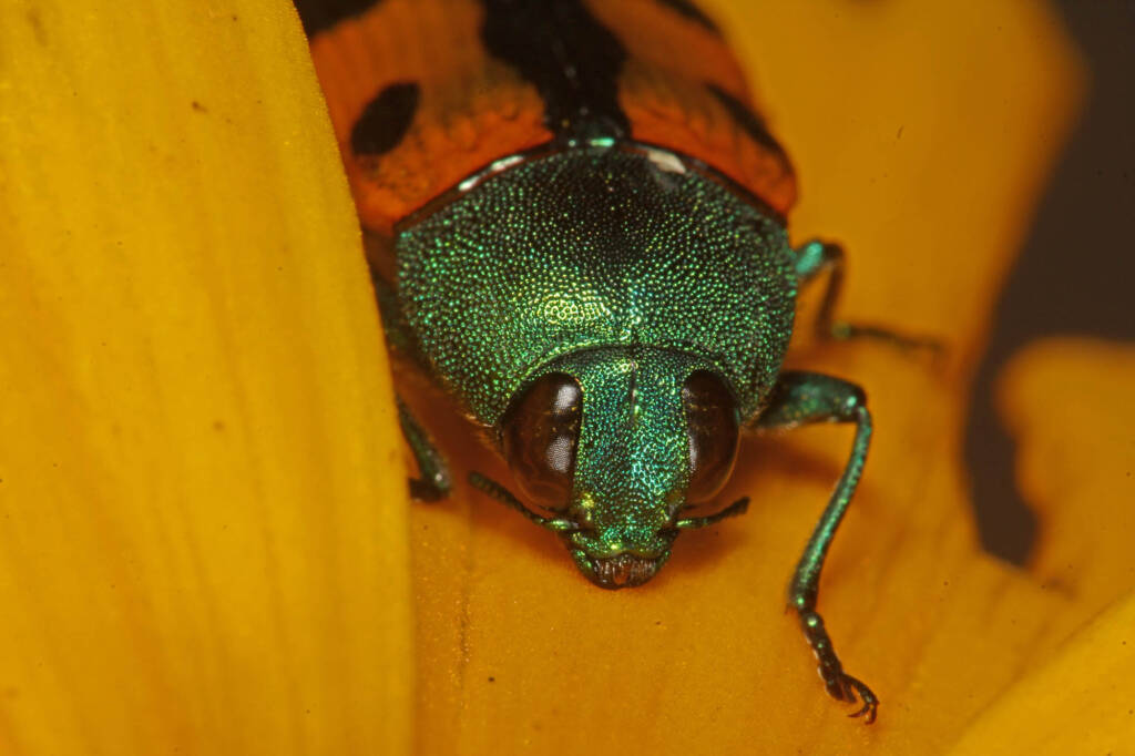 Castiarina scalaris (Jewel Beetle) on Coryopsis, Ballandean QLD © Marc Newman