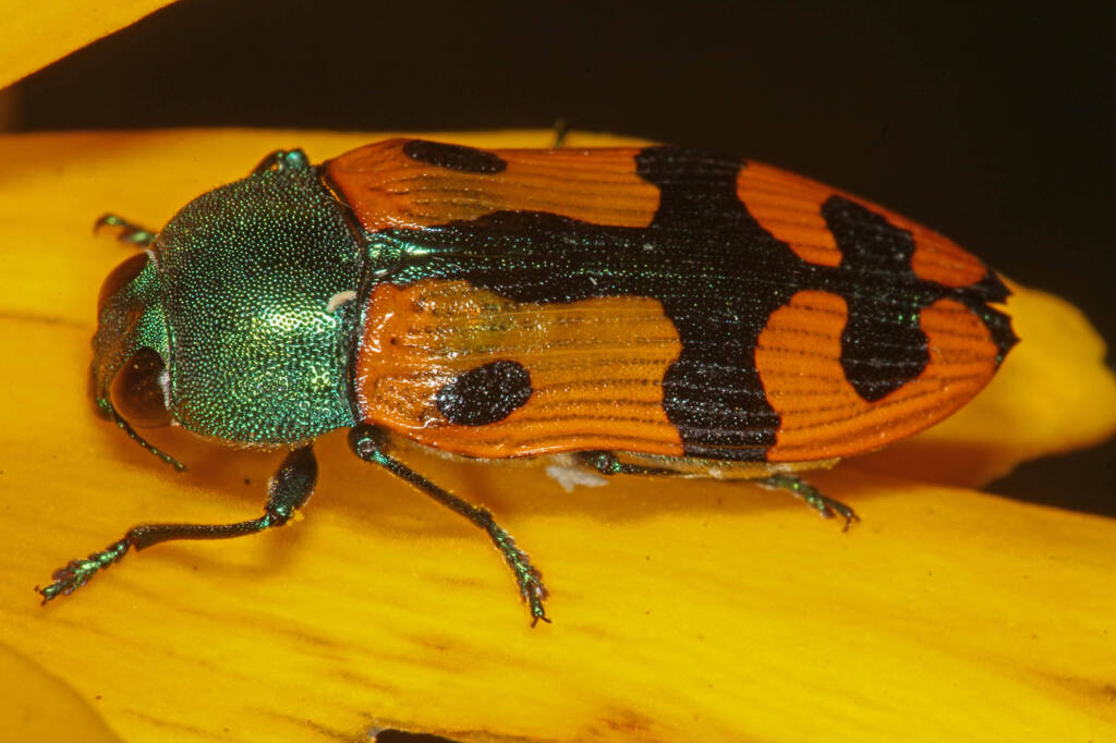 Castiarina scalaris (Jewel Beetle) on Coryopsis, Ballandean QLD © Marc Newman