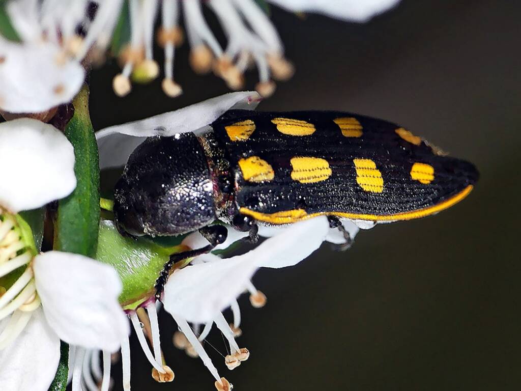 Jewel Beetle Castiarina xanthopilosa © Marianne Broug