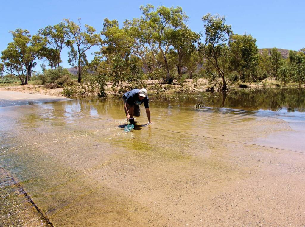 Catching Hyrtl's Catfish (Neosilurus hyrtlii) crossing Jay Creek, Central Australia, NT