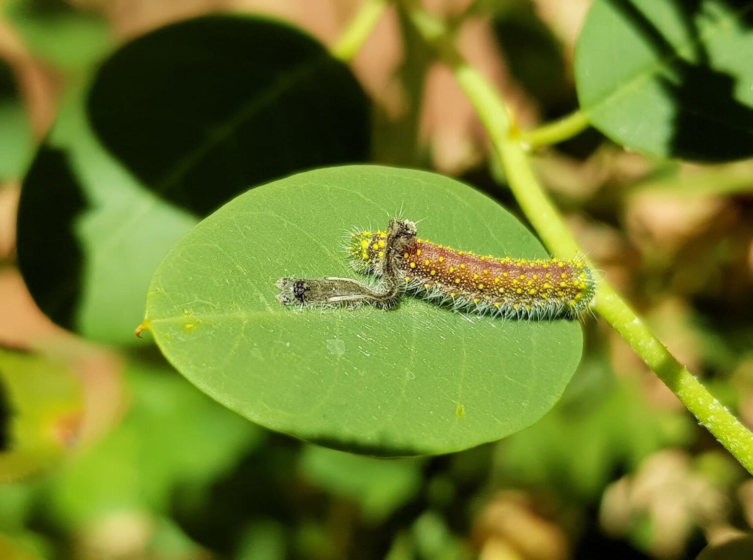 Caper White Caterpillar and Instar Ausemade