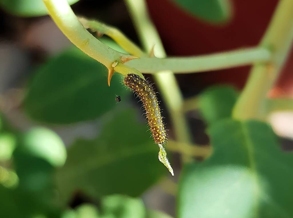 Belenois java teutonia instar caterpillar, Alice Springs, NT