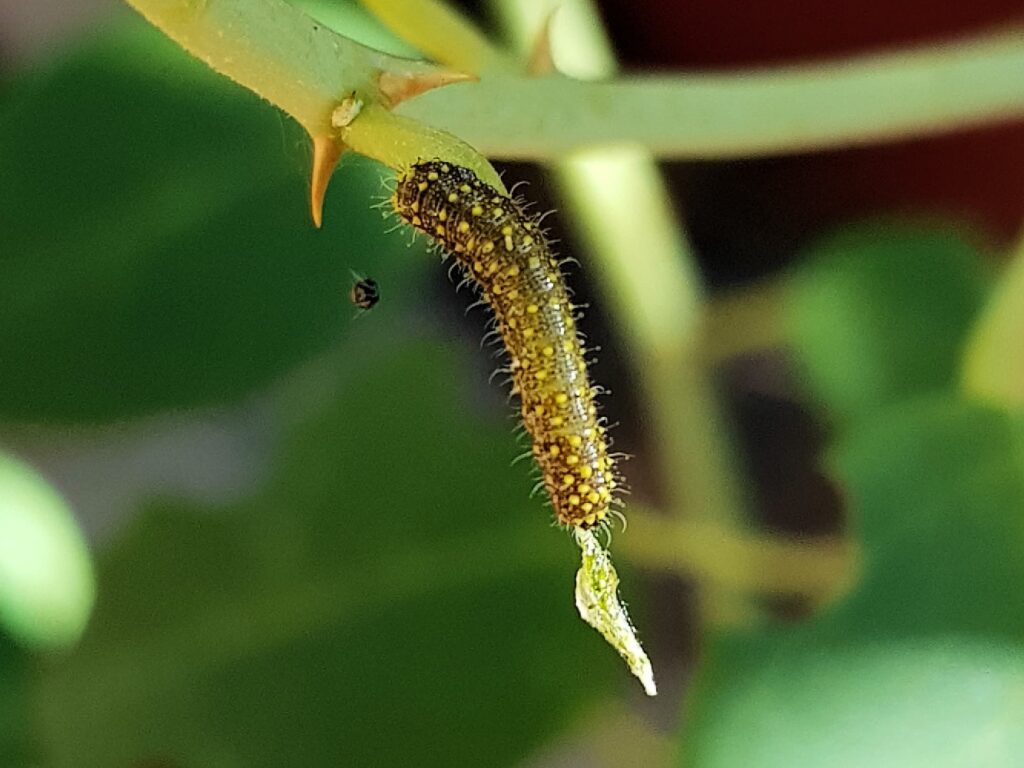 Belenois java teutonia instar caterpillar, Alice Springs, NT