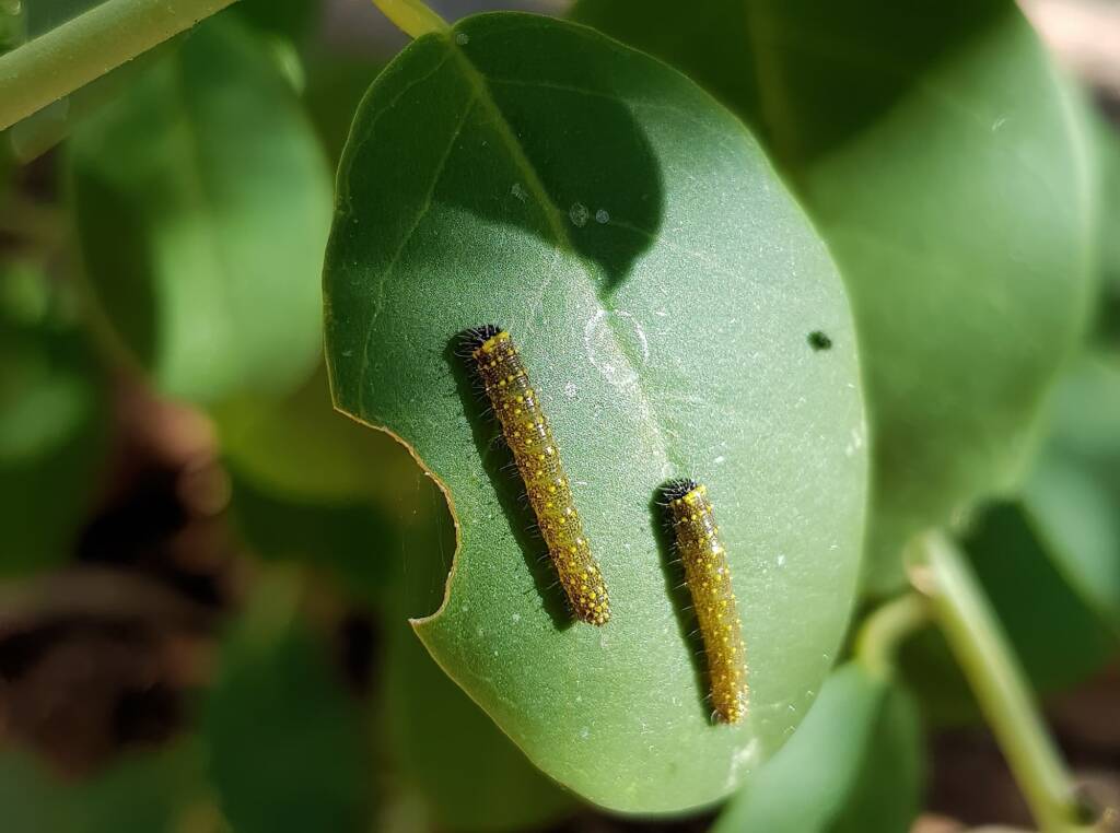 Belenois java teutonia instar caterpillars, Alice Springs, NT